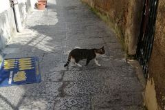 Il-Paradisiello-a-Napoli