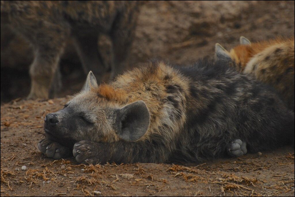 animali nel deserto